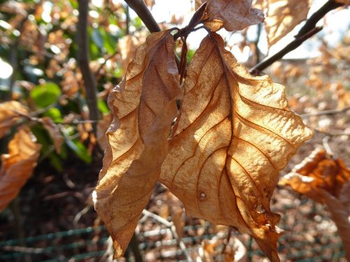 beukenblad veins sunlight