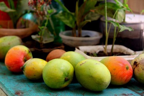 bharath india mango