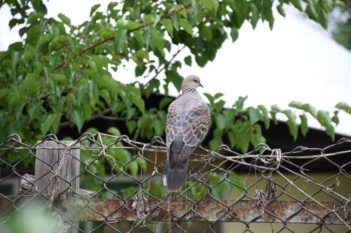 bhutan pigeon ojhal
