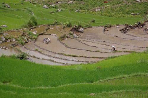 bhutan  rice paddy  asia