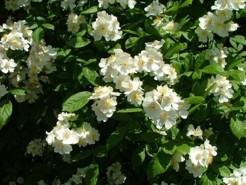 White Flowers