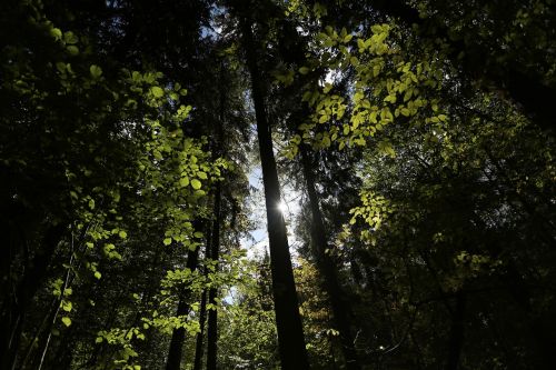 bialowieja forest forest poland