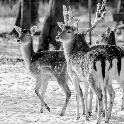 biche deer animal