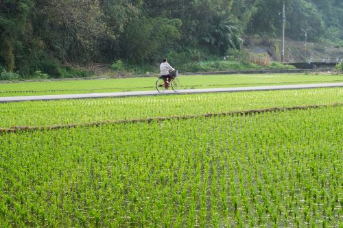 bicycle field rice