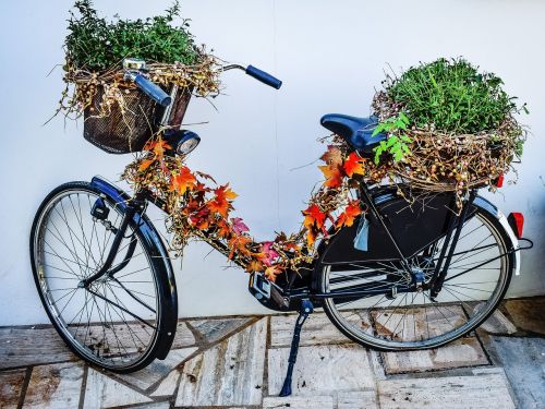 bicycle vine herbal