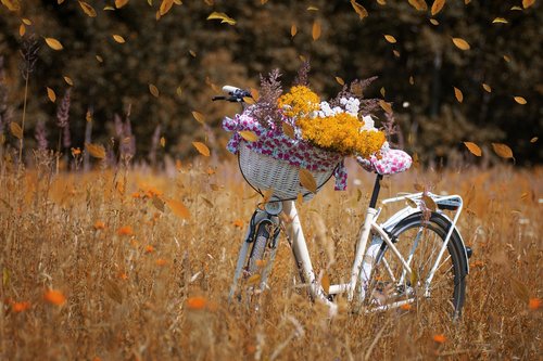 bicycle  bike  flowers