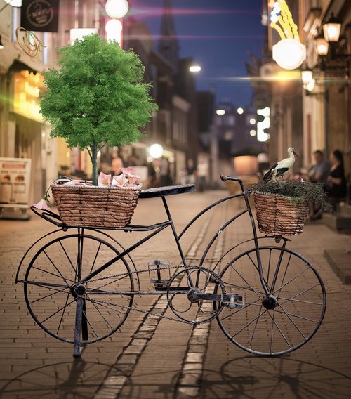 bicycle  street  tree