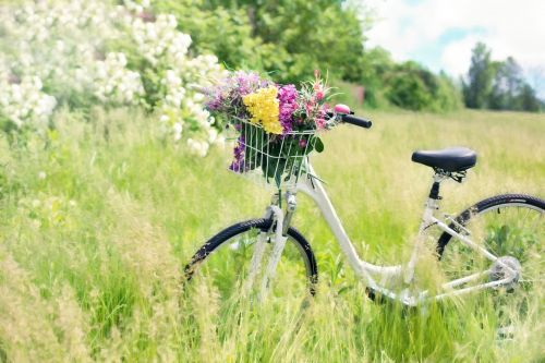 bicycle meadow flowers