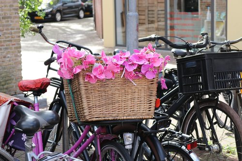 bicycle basket  flowers  pink holland