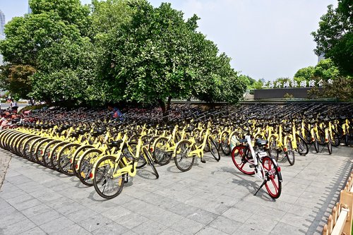 bicycles  rental  yellow