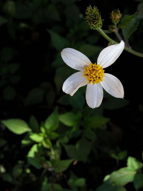 bidens alba white flower