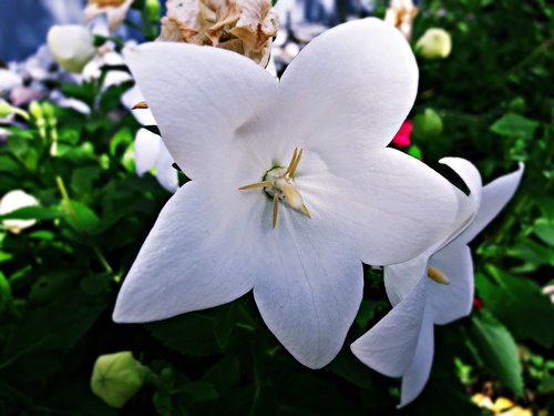 biel  flower  nature