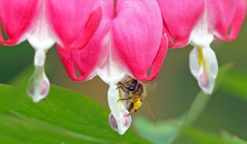 insect plant nature