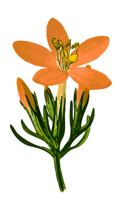biennial floral flower