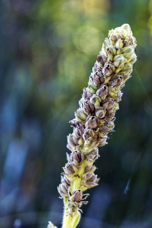 biennial plant verbascum thapsus mullein