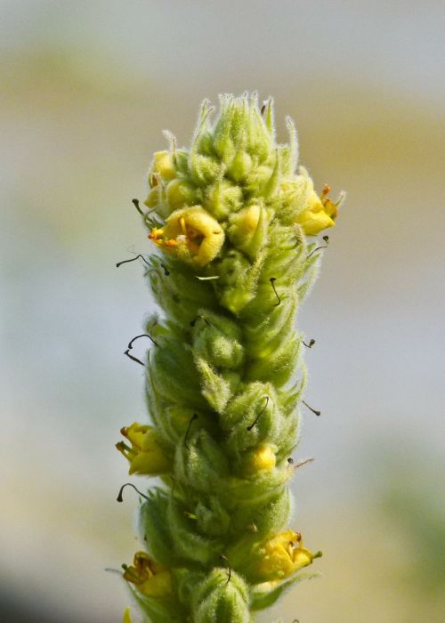 biennial plant verbascum thapsus mullein