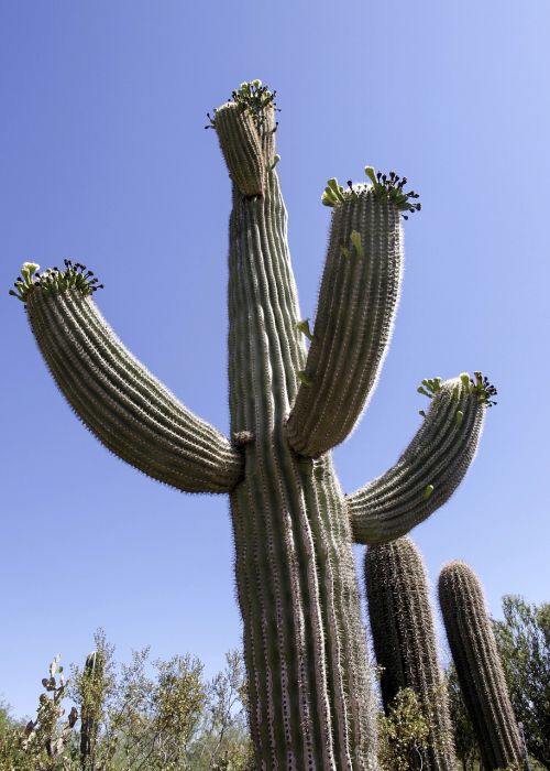 big cactus desert