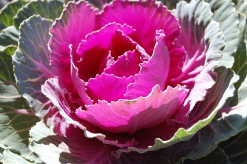 big red cabbage