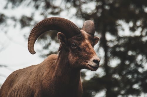 big horn sheep