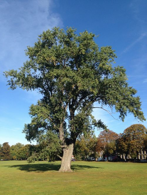 big green tree