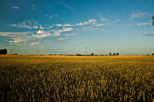 big field grain