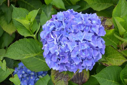 big blue flower hydrangea nature
