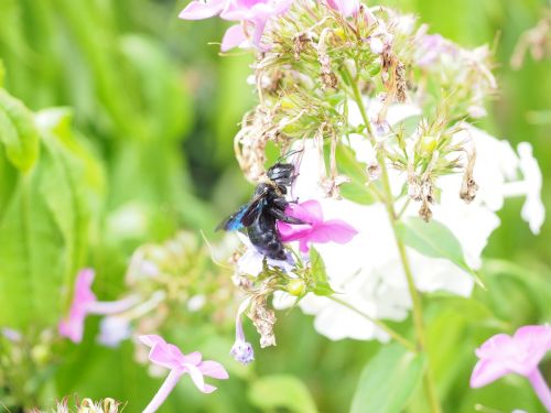 big blue wooden bee blue black wooden bee violet-winged wood bee