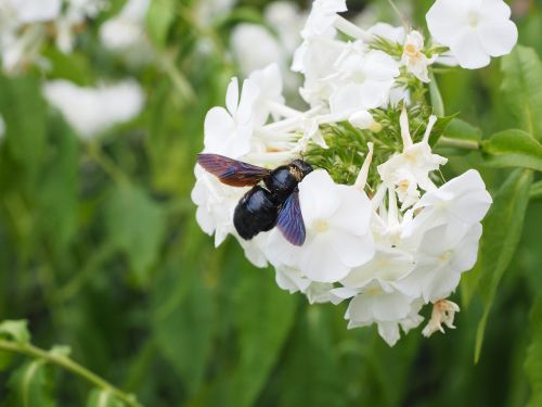 big blue wooden bee blue black wooden bee violet-winged wood bee