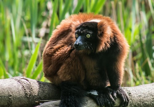 big brown lemur  mammal  lemurs