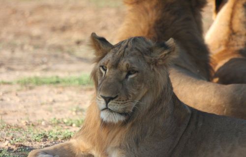 big cat face lion