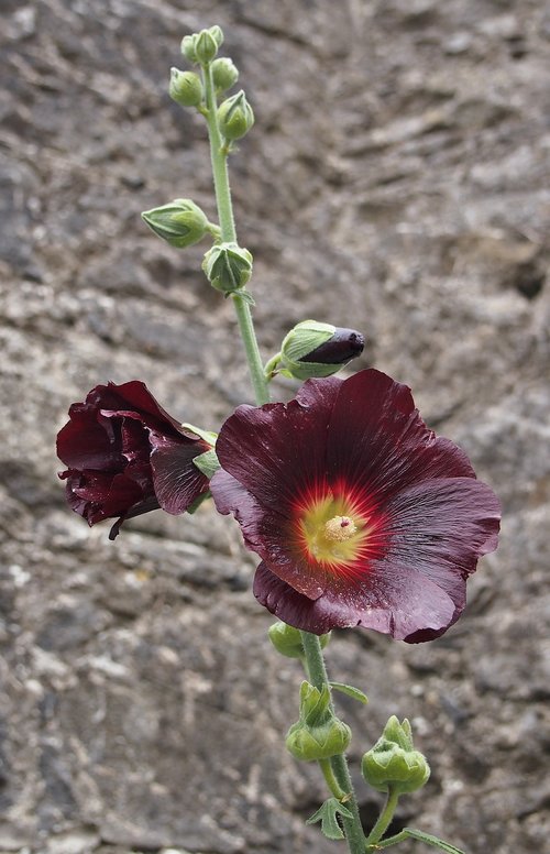 big flower  botany  nature