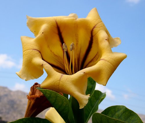 big flower  botany  nature