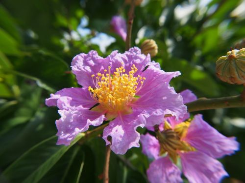 big flower crape myrtle pink and purple