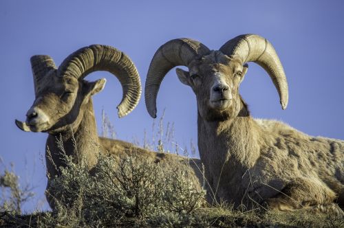 big horn rams wildlife sheep