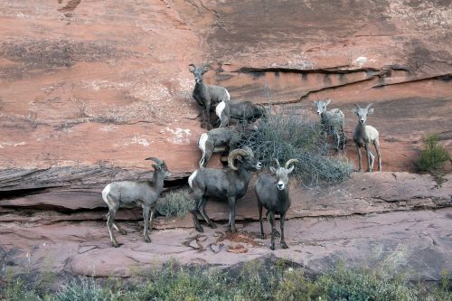 big horn sheep colorado mountain