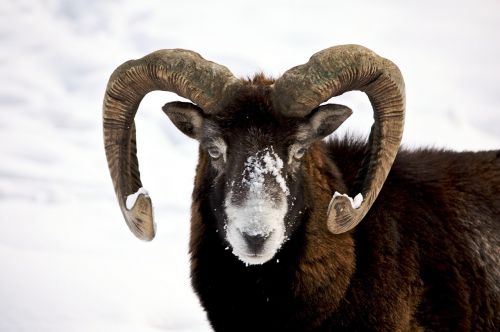 big horn sheep ram male