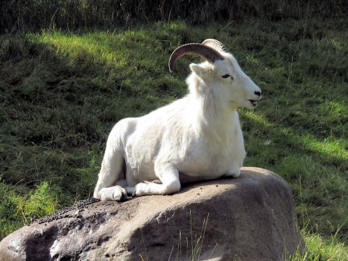big horn sheep goat horn