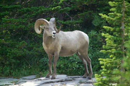 big horn sheep ram wildlife