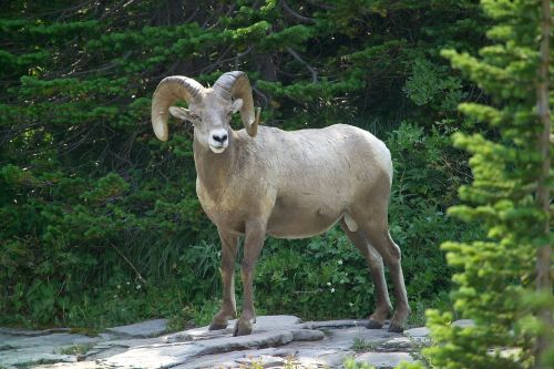 big horn sheep ram wildlife