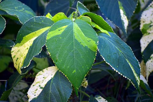 big leaf broad-leaved linden infested