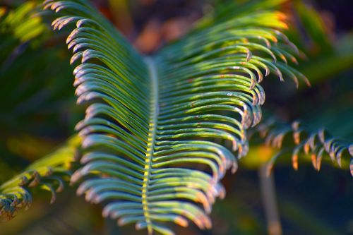 big leaf spiky foliage