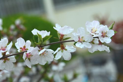 big-leaf dry cherry flower spring