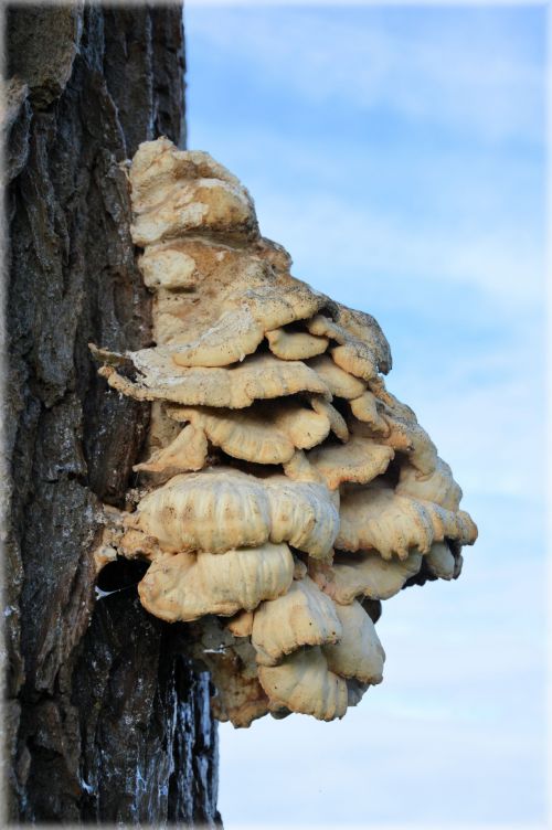 Big Mushroom 2