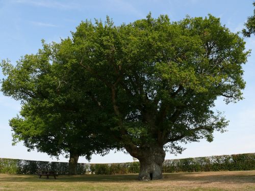 big oak tree summer