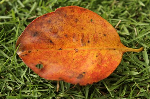 Big Orange Leaf