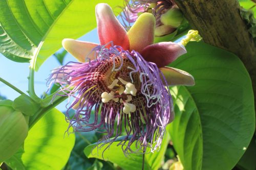 big passion fruit flower blossom plant