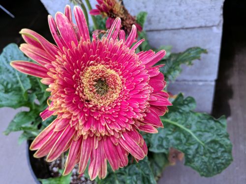 Big Pink Flower