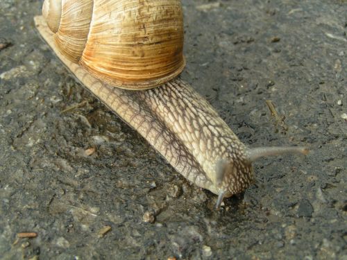 Big Snail