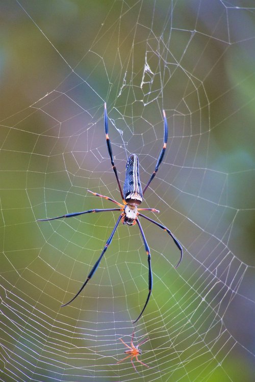 big spider  spider silk  wheel web spiders