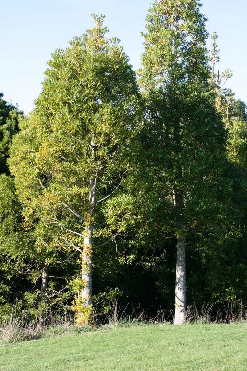 big tree agathis macrophylla pacific kauri
